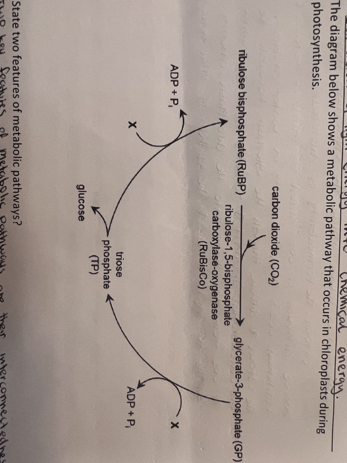 Chemical energy.
The diagram below shows a metabolic pathway that occurs in chloroplasts during
photosynthesis.
ribulose bisphosphate (RuBP)
ADP + P₁
carbon dioxide (CO₂)
1
X
HINEW
ribulose-1,5-bisphosphate
carboxylase-oxygenase
(RuBisCo)
glucose
triose
phosphate
(TP)
State two features of metabolic pathways?
two key features of metabolic pathways
glycerate-3-phosphate (GP)
are their
-X
ADP + P₁
interconnectedne