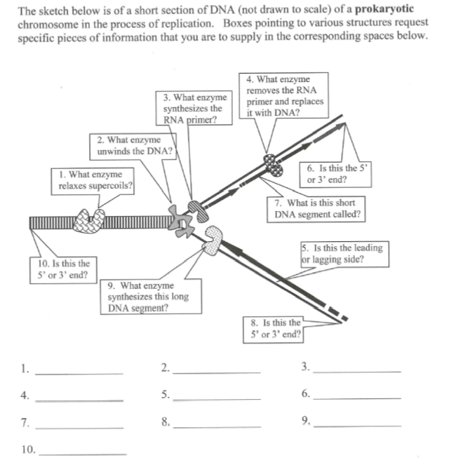 The sketch below is of a short section of DNA (not drawn to scale) of a prokaryotic
chromosome in the process of replication. Boxes pointing to various structures request
specific pieces of information that you are to supply in the corresponding spaces below.
| 4. What enzyme
removes the RNA
3. What enzyme
synthesizes the
RNA primer?
primer and replaces
it with DNA?
2. What enzyme
unwinds the DNA?
1. What enzyme
relaxes supercoils?
6. Is this the 5"
or 3' end?
7. What is this short
DNA segment called?
5. Is this the leading
or lagging side?
10. Is this the
5' or 3' end?
9. What enzyme
synthesizes this long
DNA segment?
8. Is this the
5' or 3' end?
1.
3.
4.
5.
6.
7.
8.
9.
10.
2.
