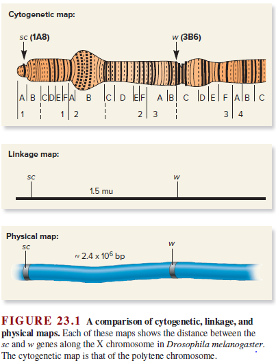 Cytogenetic map:
sc (1A8)
w (зВ6)
A B
lo lElE
AlB ICDEFA
B
IEIF
3 4
Linkage map:
SC
1.5 mu
Physical map:
sc
v 2.4 x 105 bp
FIGURE 23.1 A comparison of cytogenetic, linkage, and
physical maps. Each of these maps shows the distance between the
sc and w genes along the X chromosome in Drosophila melanogaster.
The cytogenetic map is that of the polytene chromosome.
----
3.
2.
