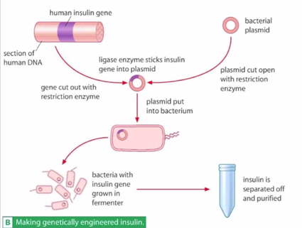 section of
human DNA
human insulin gene
ligase enzyme sticks insulin
gene into plasmid
gene cut out with
restriction enzyme
bacteria with
insulin gene
grown in
fermenter
B Making genetically engineered insulin.
plasmid put
into bacterium
bacterial
plasmid
plasmid cut open
with restriction
enzyme
insulin is
separated off
and purified