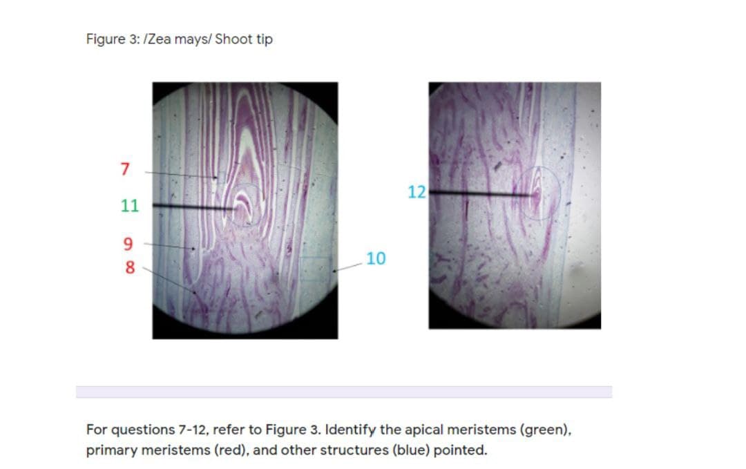 Figure 3: /Zea mays/ Shoot tip
7
12
11
9.
10
8.
For questions 7-12, refer to Figure 3. Identify the apical meristems (green),
primary meristems (red), and other structures (blue) pointed.
