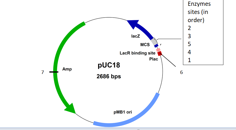 Enzymes
sites (in
order)
2
lacz
3
MCS
LacR binding site
4
Plac
1
PUC18
Amp
7
2686 bps
PMB1 ori
