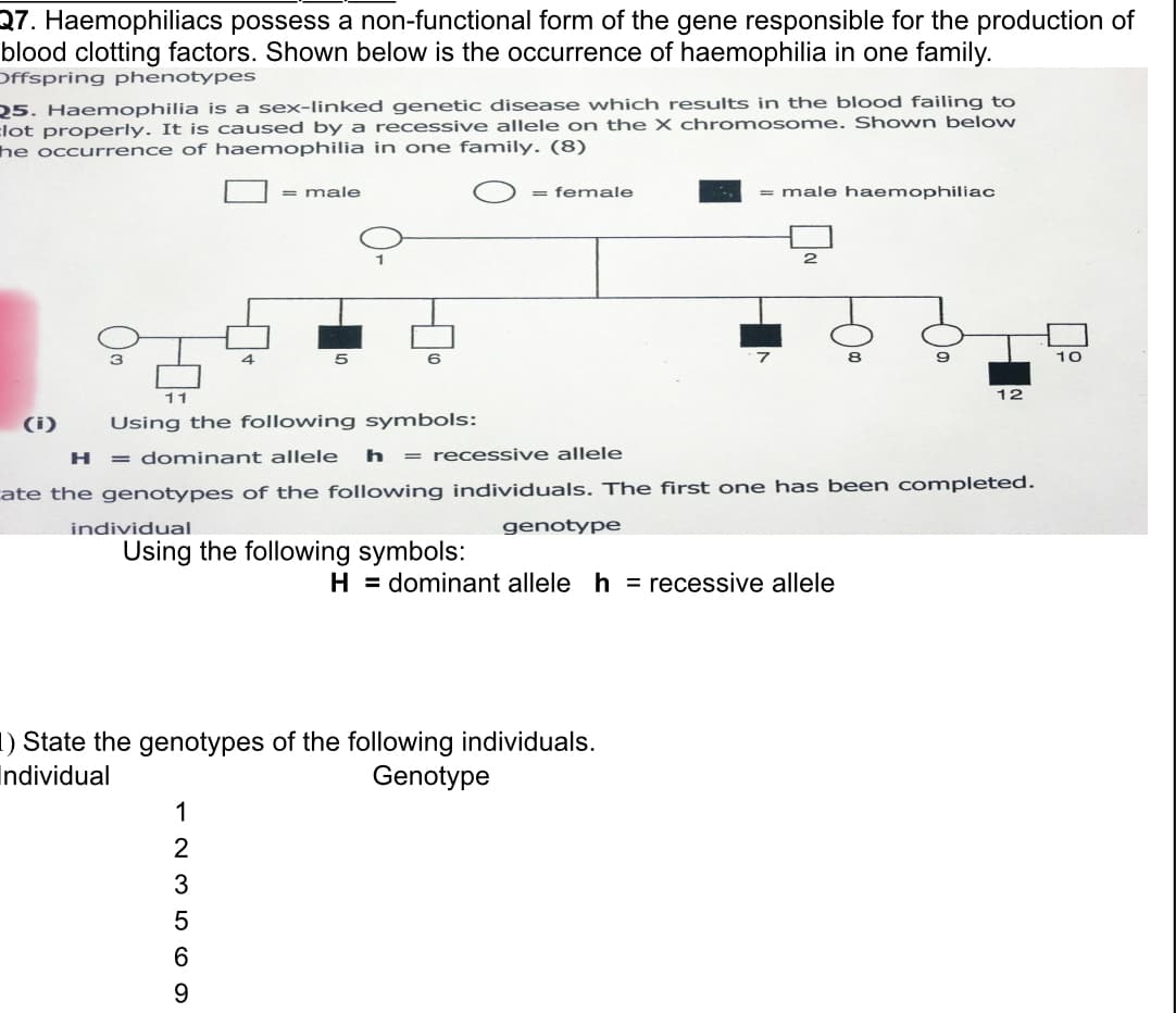 Q7. Haemophiliacs possess a non-functional form of the gene responsible for the production of
blood clotting factors. Shown below is the occurrence of haemophilia in one family.
Offspring phenotypes
25. Haemophilia is a sex-linked genetic disease which results in the blood failing to
Elot properly. It is caused by a recessive allele on th e X chromosome. Shown below
he occurrence of haemophilia in one family. (8)
= male
= female
= male haemophiliac
10
11
12
(i)
Using the following symbols:
H.
= dominant allele
h
= recessive allele
ate the genotypes of the following individuals. The first one has been completed.
individual
genotype
Using the following symbols:
H = dominant allele h = recessive allele
1) State the genotypes of the following individuals.
Individual
Genotype
1
2
3
9.
