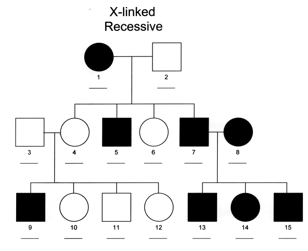 X-linked
Recessive
2
5
6
7
8
10
11
12
13
14
15
3,
