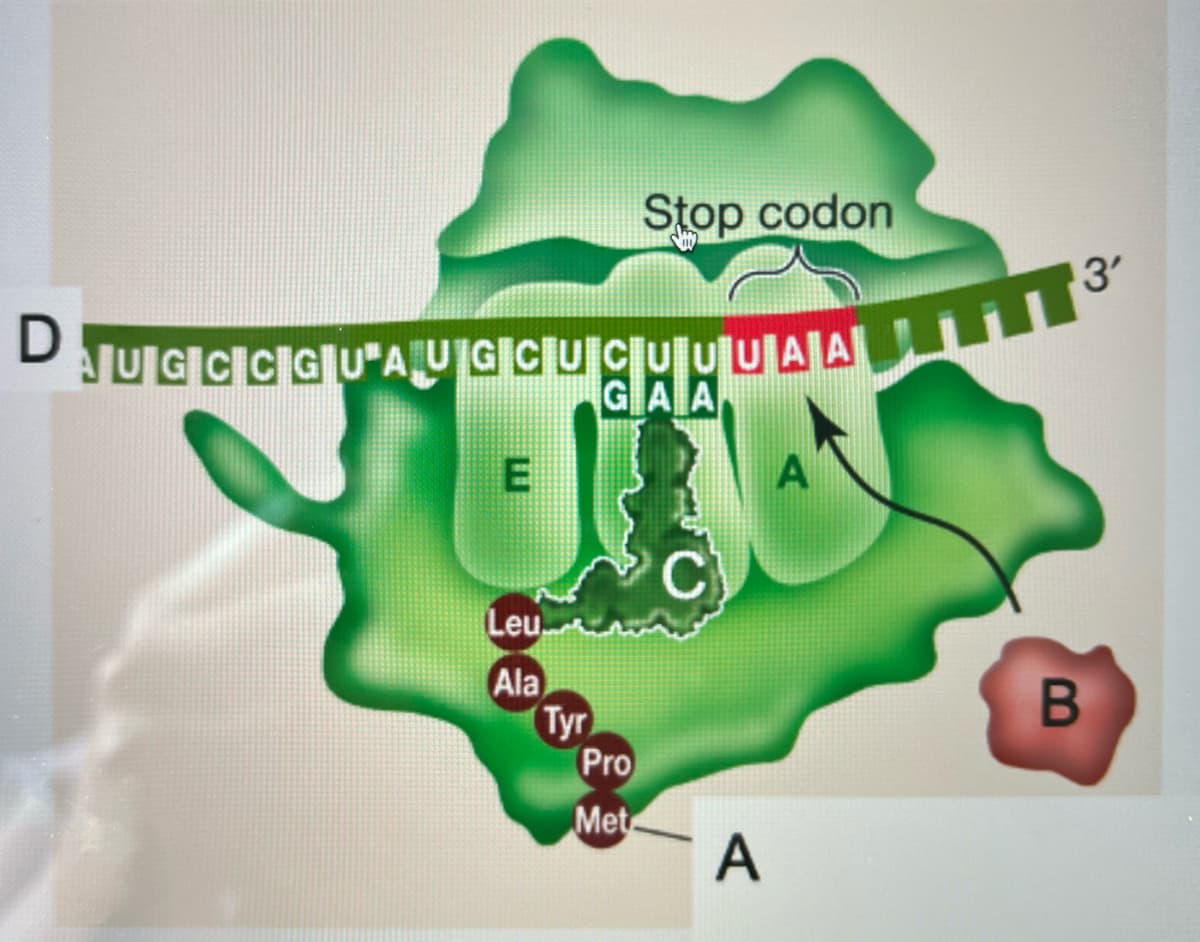 D
AUGCCGU AUGCUCUUUAA
Leu
Ala
(Tyr
Stop codon
Pro
Met
C
A
A
3'
B