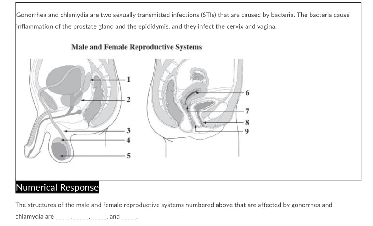 Gonorrhea and chlamydia are two sexually transmitted infections (STIS) that are caused by bacteria. The bacteria cause
inflammation of the prostate gland and the epididymis, and they infect the cervix and vagina.
Male and Female Reproductive Systems
1
8
3
9.
4
Numerical Response
The structures of the male and female reproductive systems numbered above that are affected by gonorrhea and
chlamydia are
and
----- -----
