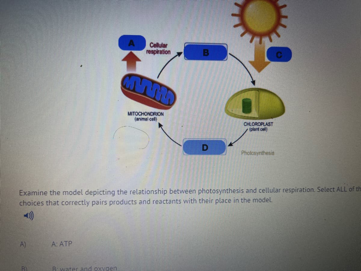 A: ATP
Cellular
respiration
Bwater and oxygen
MITOCHONDRION
(animal cell)
CHLOROPLAST
(plant cell
Examine the model depicting the relationship between photosynthesis and cellular respiration. Select ALL of th
choices that correctly pairs products and reactants with their place in the model.
Photosynthesis