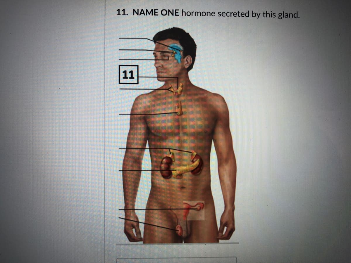 11. NAME ONE hormone secreted by this gland.
11
