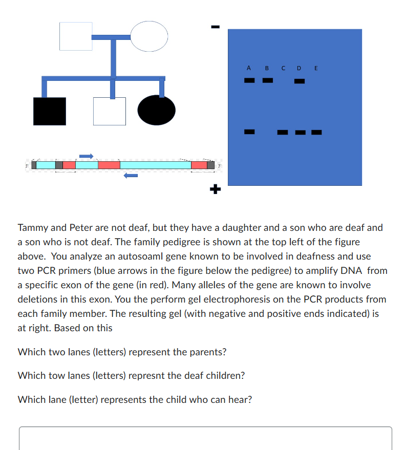 A B C D E
Tammy and Peter are not deaf, but they have a daughter and a son who are deaf and
a son who is not deaf. The family pedigree is shown at the top left of the figure
above. You analyze an autosoaml gene known to be involved in deafness and use
two PCR primers (blue arrows in the figure below the pedigree) to amplify DNA from
a specific exon of the gene (in red). Many alleles of the gene are known to involve
deletions in this exon. You the perform gel electrophoresis on the PCR products from
each family member. The resulting gel (with negative and positive ends indicated) is
at right. Based on this
Which two lanes (letters) represent the parents?
Which tow lanes (letters) represnt the deaf children?
Which lane (letter) represents the child who can hear?