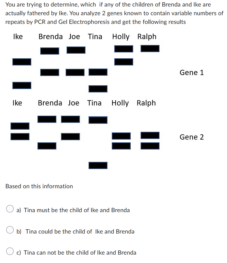 You are trying to determine, which if any of the children of Brenda and Ike are
actually fathered by Ike. You analyze 2 genes known to contain variable numbers of
repeats by PCR and Gel Electrophoresis and get the following results
Ike
Brenda Joe Tina Holly
Holly Ralph
Ike
Brenda Joe Tina
Holly Ralph
Based on this information
a) Tina must be the child of Ike and Brenda
b) Tina could be the child of Ike and Brenda
c) Tina can not be the child of Ike and Brenda
Gene 1
Gene 2