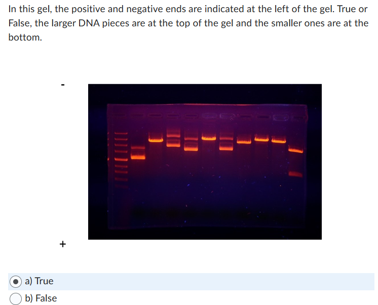 In this gel, the positive and negative ends are indicated at the left of the gel. True or
False, the larger DNA pieces are at the top of the gel and the smaller ones are at the
bottom.
a) True
b) False
+
