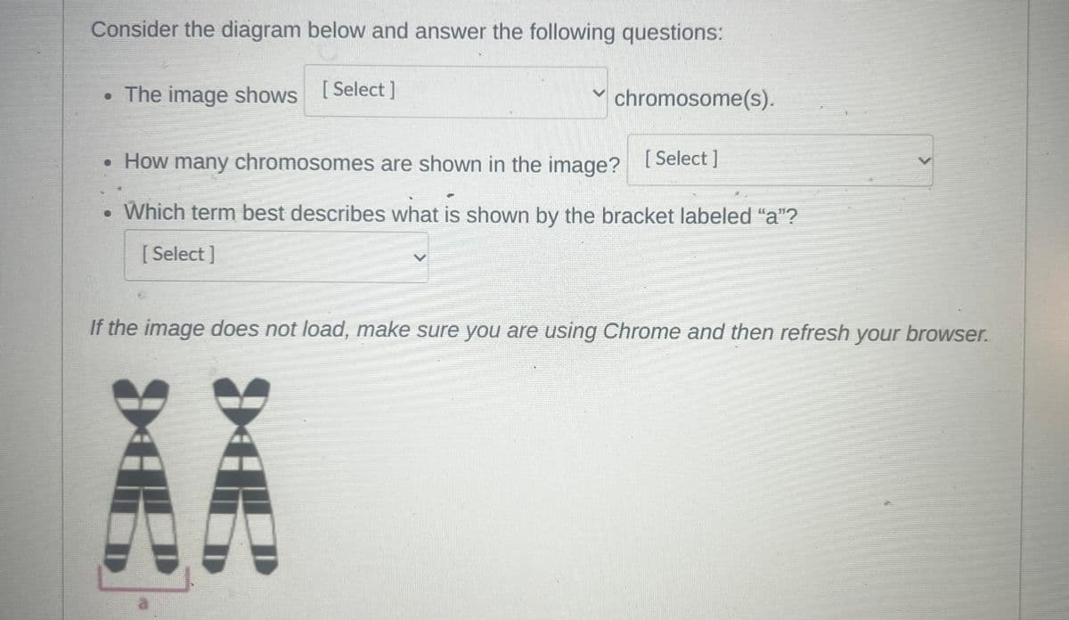Consider the diagram below and answer the following questions:
The image shows [Select]
chromosome(s).
• How many chromosomes are shown in the image? [Select]
Which term best describes what is shown by the bracket labeled "a"?
[Select]
D
If the image does not load, make sure you are using Chrome and then refresh your browser.