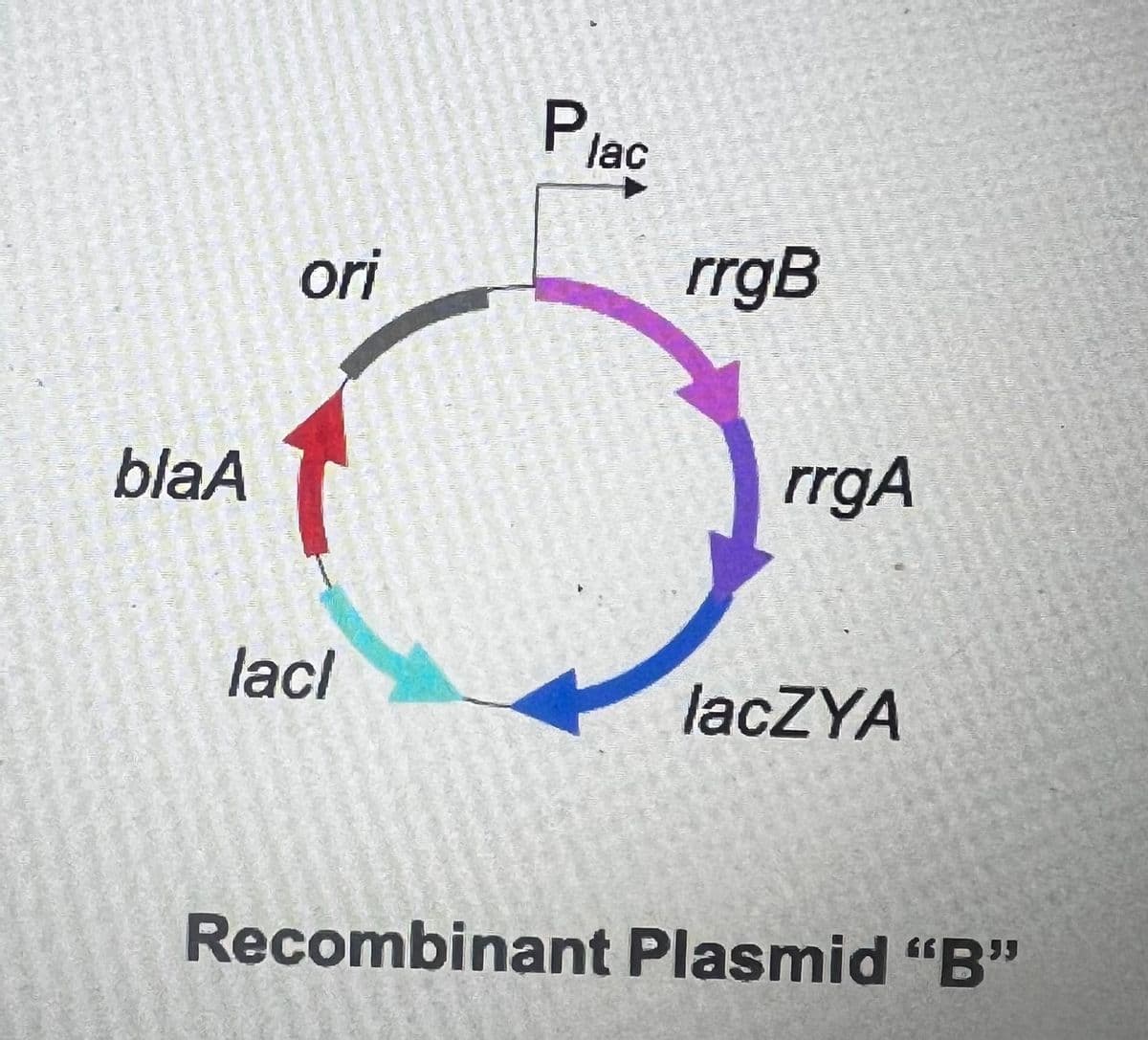 blaA
ori
lacl
Plac
rrgB
rrgA
lacZYA
Recombinant Plasmid "B"
