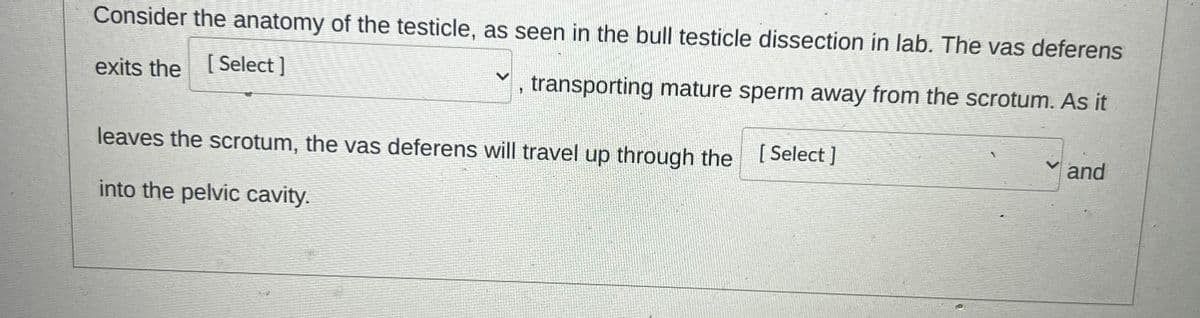 Consider the anatomy of the testicle, as seen in the bull testicle dissection in lab. The vas deferens
exits the [Select]
transporting mature sperm away from the scrotum. As it
1
leaves the scrotum, the vas deferens will travel up through the [Select ]
into the pelvic cavity.
and