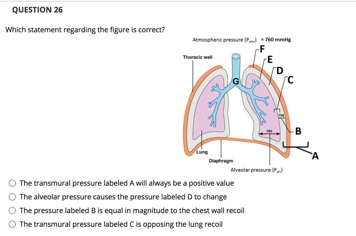 QUESTION 26
Which statement regarding the figure is correct?
Atmospheric pressure (Patm)
760 mmHg
-F
Thoracic wall
D
756
В
760
Lung
Diaphragm
Alveolar pressure (Paly)
The transmural pressure labeled A will always be a positive value
The alveolar pressure causes the pressure labeled D to change
O The pressure labeled B is equal in magnitude to the chest wall recoil
The transmural pressure labeled C is opposing the lung recoil
