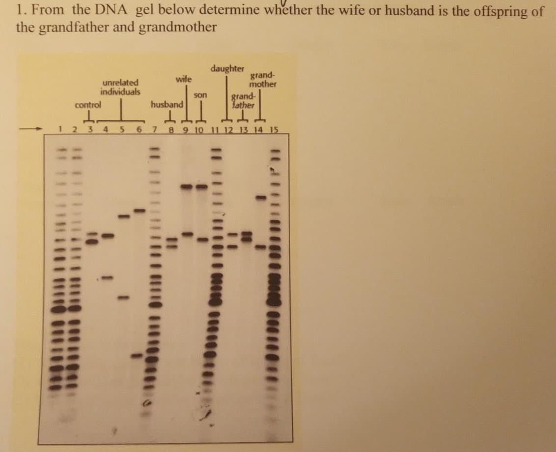 1. From the DNA gel below determine whether the wife or husband is the offspring of
the grandfather and grandmother
daughter
unrelated
individuals
wife
grand-
mother
son
grand-
control
husband
father
1.
12345 6 7 8 9 10 11 12 13 14 15
11 111111
100001011 011
11
