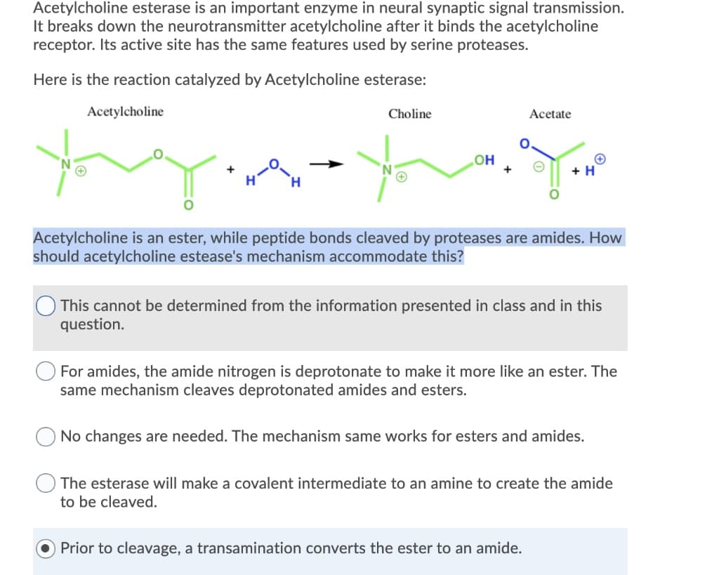 Acetylcholine esterase is an important enzyme in neural synaptic signal transmission.
It breaks down the neurotransmitter acetylcholine after it binds the acetylcholine
receptor. Its active site has the same features used by serine proteases.
Here is the reaction catalyzed by Acetylcholine esterase:
Acetylcholine
Choline
OH
Acetate
+ H
Acetylcholine is an ester, while peptide bonds cleaved by proteases are amides. How
should acetylcholine estease's mechanism accommodate this?
This cannot be determined from the information presented in class and in this
question.
For amides, the amide nitrogen is deprotonate to make it more like an ester. The
same mechanism cleaves deprotonated amides and esters.
No changes are needed. The mechanism same works for esters and amides.
Prior to cleavage, a transamination converts the ester to an amide.
The esterase will make a covalent intermediate to an amine to create the amide
to be cleaved.