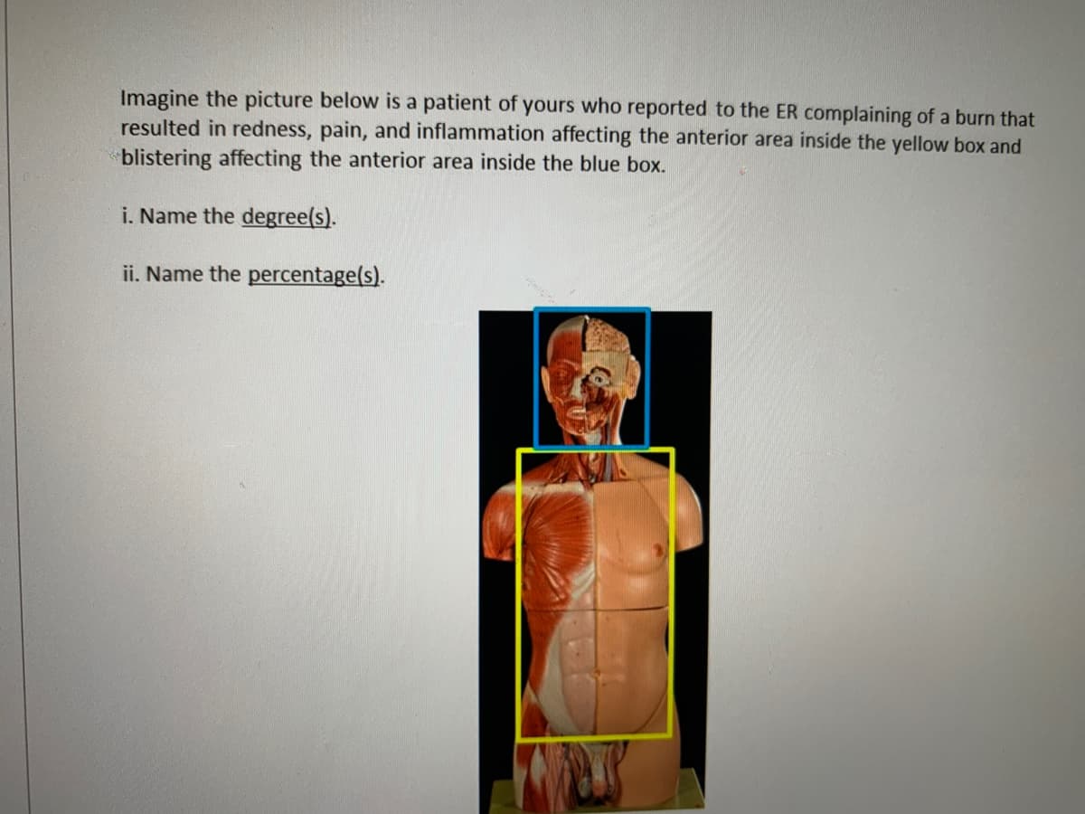 Imagine the picture below is a patient of yours who reported to the ER complaining of a burn that
resulted in redness, pain, and inflammation affecting the anterior area inside the yellow box and
blistering affecting the anterior area inside the blue box.
i. Name the degree(s).
ii. Name the percentage(s).
