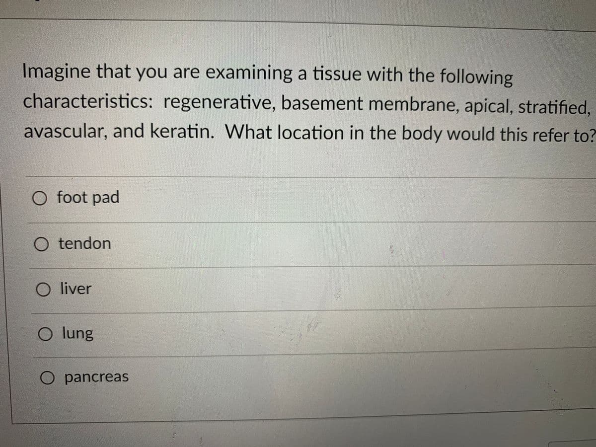 Imagine that you are examining a tissue with the following
characteristics: regenerative, basement membrane, apical, stratified,
avascular, and keratin. What location in the body would this refer to?
O foot pad
O tendon
O liver
O lung
O pancreas
