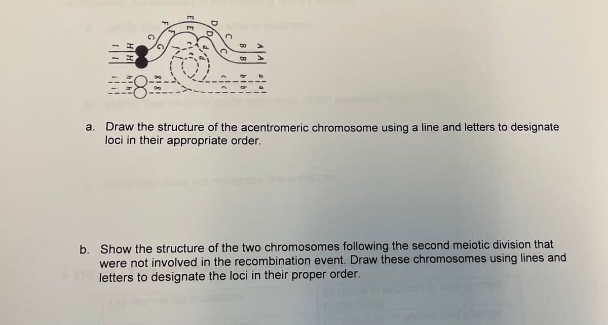 D
F
m
>
a. Draw the structure of the acentromeric chromosome using a line and letters to designate
loci in their appropriate order.
b. Show the structure of the two chromosomes following the second meiotic division that
were not involved in the recombination event. Draw these chromosomes using lines and
letters to designate the loci in their proper order.
B