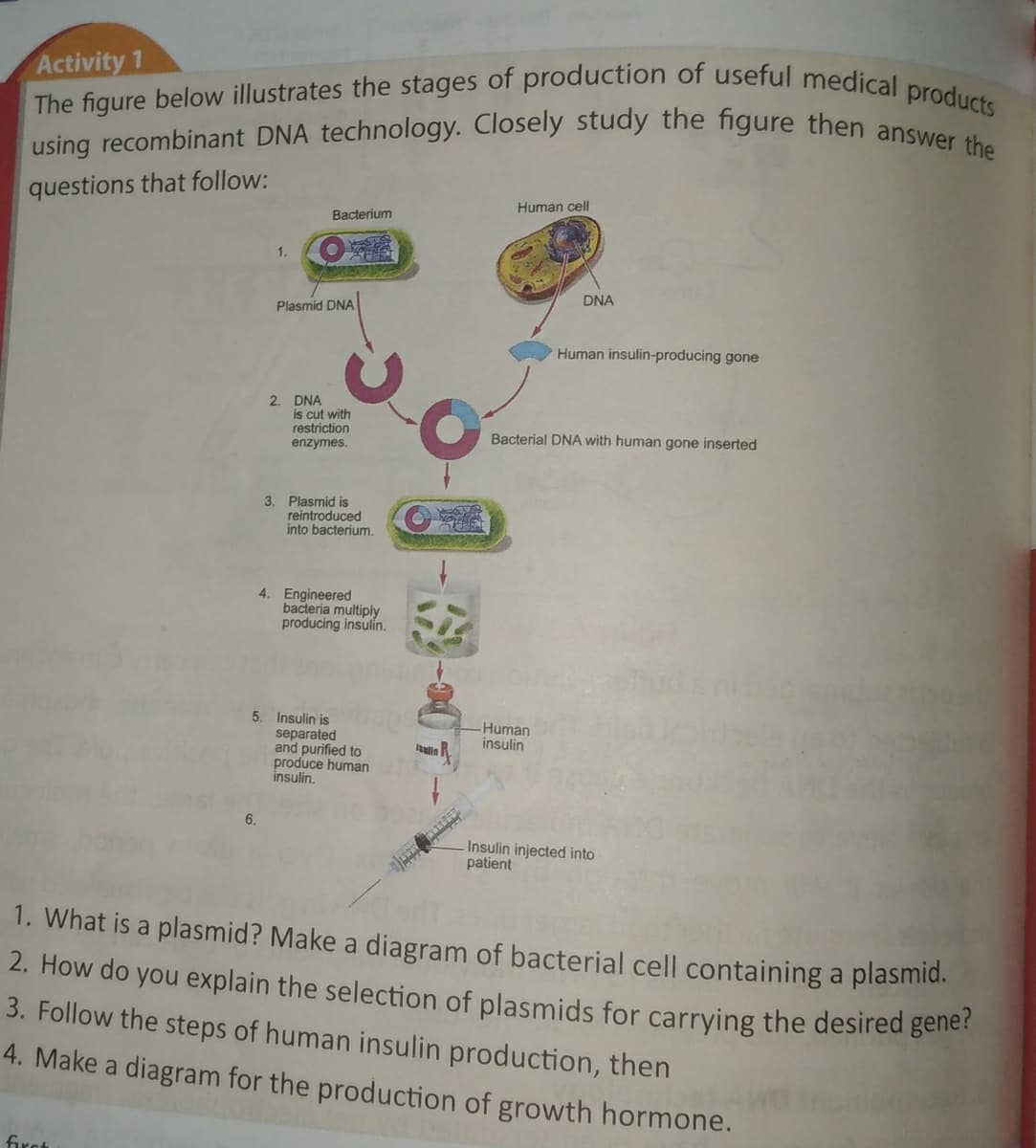 The figure below illustrates the stages of production of useful medical products
using recombinant DNA technology. Closely study the figure then answer the
Activity 1
questions that follow:
Human cell
Bacterium
1.
DNA
Plasmid DNA
Human insulin-producing gone
2. DNA
is cut with
restriction
Bacterial DNA with human gone inserted
enzymes.
3. Plasmid is
reintroduced
into bacterium.
4. Engineered
bacteria multiply
producing insulin.
5. Insulin is
Human
insulin
separated
and purified to
produce human
insulin.
6.
Insulin injected into
patient
1. What is a plasmid? Make a diagram of bacterial cell containing a plasmid.
2. How do you explain the selection of plasmids for carrying the desired gener
3. Follow the steps of human insulin production, then
4. Make a diagram for the production of growth hormone.
first
