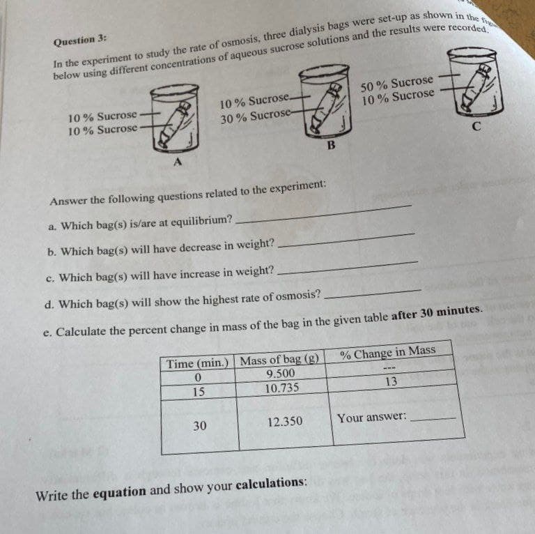 Question 3:
In the experiment to study the rate of osmosis, three dialysis bags were set-up as shown in the f
below using different concentrations of aqueous sucrose solutions and the results were recorded.
10% Sucrose
10% Sucrose-
A
10% Sucrose.
30% Sucrose-
Answer the following questions related to the experiment:
a. Which bag(s) is/are at equilibrium?
b. Which bag(s) will have decrease in weight?
Time (min.) Mass of bag (g)
9.500
10.735
0
15
30
c. Which bag(s) will have increase in weight?
d. Which bag(s) will show the highest rate of osmosis?
e. Calculate the percent change in mass of the bag in the given table after 30 minutes.
B
12.350
Write the equation and show your calculations:
50% Sucrose
10% Sucrose
% Change in Mass
LIE
13
C
Your answer: