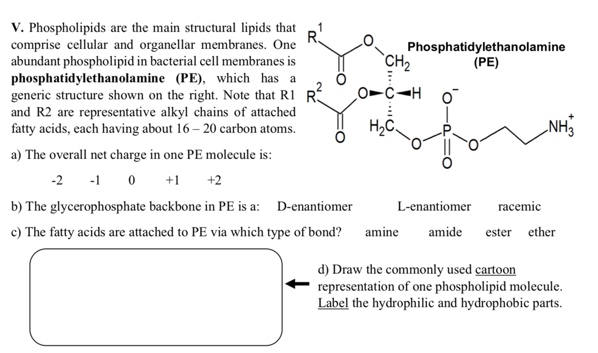 R
V. Phospholipids are the main structural lipids that
comprise cellular and organellar membranes. One
abundant phospholipid in bacterial cell membranes is
phosphatidylethanolamine (PE), which has a
generic structure shown on the right. Note that R1 R
and R2 are representative alkyl chains of attached
fatty acids, each having about 16 – 20 carbon atoms.
a) The overall net charge in one PE molecule is:
-2 -1 0 +1 +2
CH₂
Phosphatidylethanolamine
(PE)
-CH
H₂C.
b) The glycerophosphate backbone in PE is a:
D-enantiomer
c) The fatty acids are attached to PE via which type of bond? amine
L-enantiomer
racemic
NH3
amide ester ether
d) Draw the commonly used cartoon
representation of one phospholipid molecule.
Label the hydrophilic and hydrophobic parts.