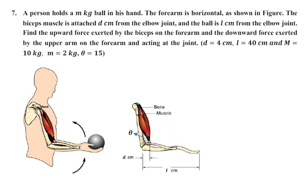 7. A person holds a m kg ball in his hand. The forearm is horizontal, as shown in Figure. The
biceps muscle is attached d cm from the elbow joint, and the ball is 1 cm from the elbow joint.
Find the upward force exerted by the biceps on the forearm and the downward force exerted
by the upper arm on the forearm and acting at the joint. (d = 4 cm, l = 40 cm and M =
10 kg, m = 2 kg, 0 = 15)
d cm
Bone
Muscle
1 cm