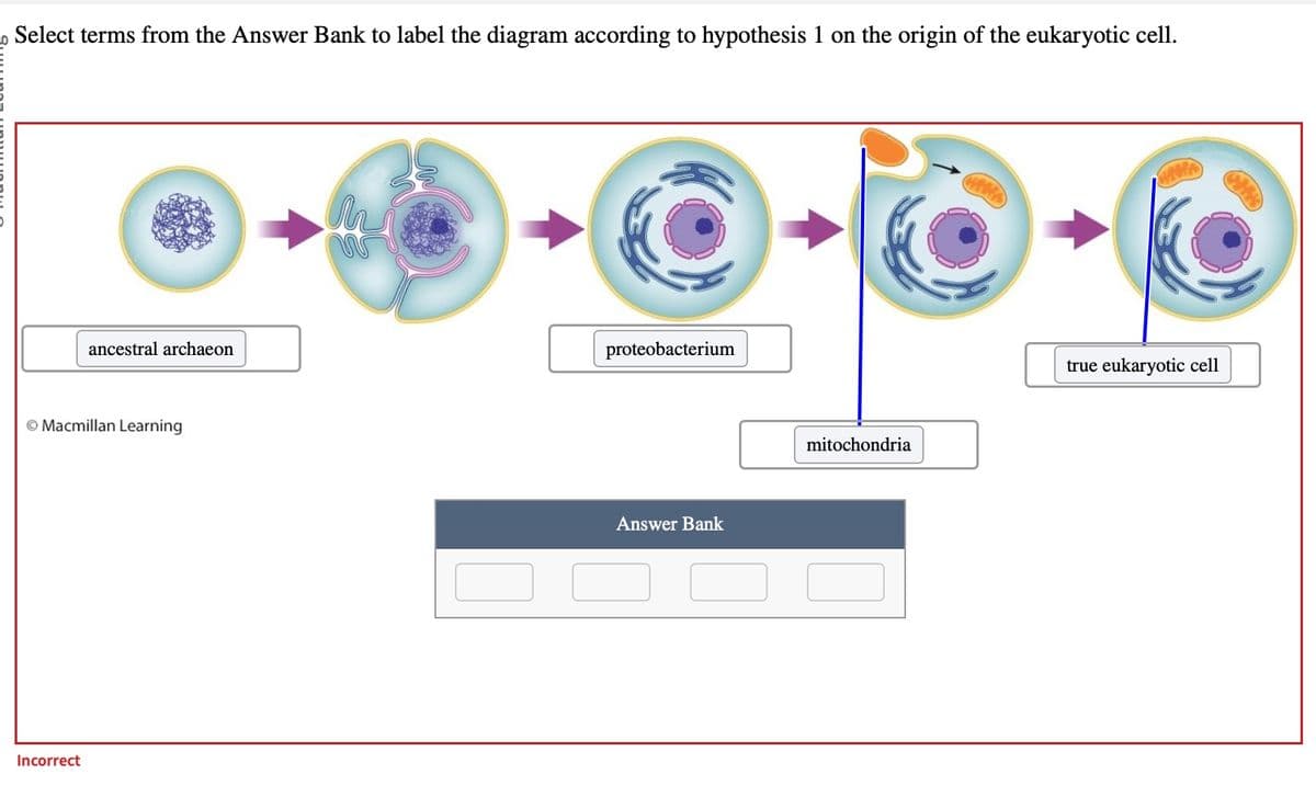 Select terms from the Answer Bank to label the diagram according to hypothesis 1 on the origin of the eukaryotic cell.
ancestral archaeon
Macmillan Learning
Incorrect
W
proteobacterium
Answer Bank
mitochondria
true eukaryotic cell
