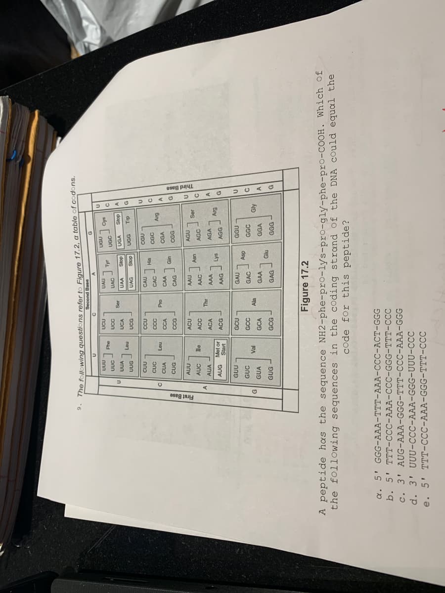 oseg 1su
Third Base
ne following questions refer to Figure 17.2, a table of codons.
Second Base
nnn
UUC
UAU
non
Tyr
UCC
UAC
UGA
Stop
dois
UGG
UUA
JOS
UCA
UAA
ne
UUG
UCG
UAG
di
dois
CCU
CAU
CGU
CUC
SIH
CGC
CCC
CAC
CUA
no7
CGA
CCA
Old
CAA
CCG
CAG
CGG
AAU
AUC
JOS
USV
AGC
ACC
AAC
AUA
ACA
AAA
AGA
AUG Met or
Start
Lys
ACG
AAG
GCU
GAU
dsy
GGC
GUC
GCC
GAC
Ala
Gly
GUA
GCA
GAA
GGA
GUG
GCG
GAG
GGG
Figure 17.2
A peptide has the sequence NH2-phe-pro-lys-pro-gly-phe-pro-COOH. Which Of
the following sequences in the coding strand Of the DNA could equal the
code for this peptide?
a. 5' GGG-AAA-TTT-AAA-CCC-ACT-GGG
b. 5' TTT-CCC-AAA-CCC-GGG-TTT-CC
c. 3' AUG-AAA-GGG-TTT-CCC-AAA-GGG
d. 3' UUU-CCC-AAA-GGG-UUU-CCC
e. 5' TTT-CCC-AAA-GGG-TTT-CCC
