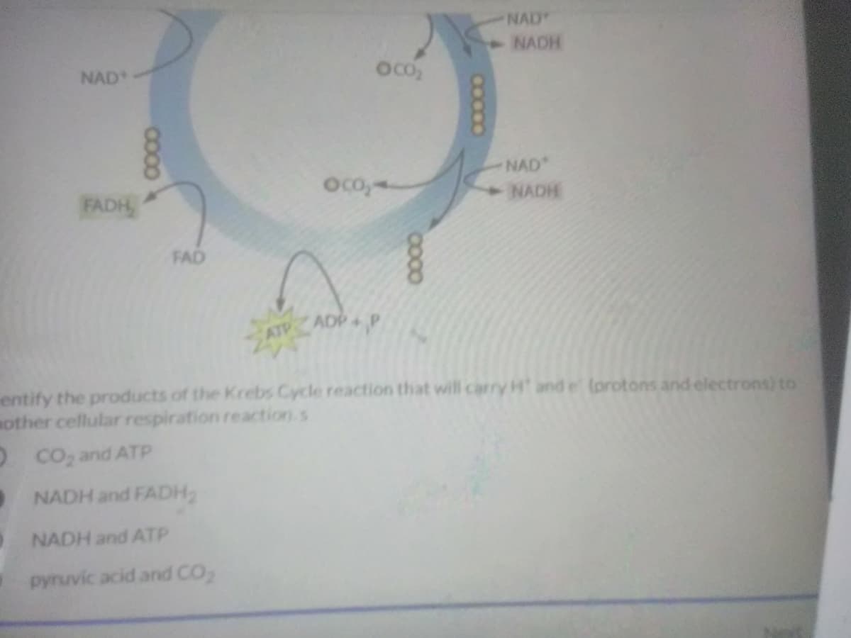 NAD
NADH
NAD
oco,
NAD
NADH
FADH
FAD
AT ADP + P
entify the products of the Krebs Cycle reaction that will carry H and e (protons and electrons) to
mother cellular respiration reaction.s
O CO2 and ATP
NADH and FADH2
NADH and ATP
pyruvic acid and CO,
