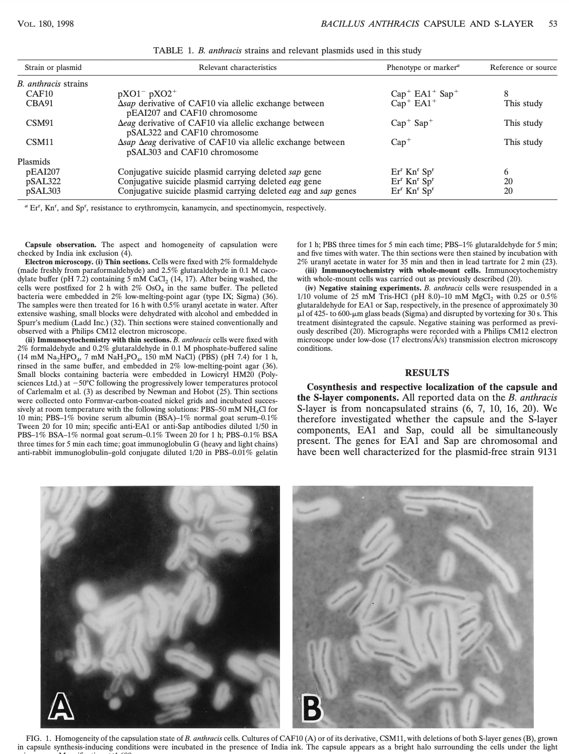 VOL. 180, 1998
Strain or plasmid
B. anthracis strains
CAF10
CBA91
CSM91
CSM11
Plasmids
PEAI207
PSAL322
PSAL303
TABLE 1. B. anthracis strains and relevant plasmids used in this study
Relevant characteristics
pX01 PXO2+
Asap derivative of CAF10 via allelic exchange between
PEAI207 and CAF10 chromosome
Aeag derivative of CAF10 via allelic exchange between
pSAL322 and CAF10 chromosome
Asap Aeag derivative of CAF10 via allelic exchange between
pSAL303 and CAF10 chromosome
BACILLUS ANTHRACIS CAPSULE AND S-LAYER 53
Conjugative suicide plasmid carrying deleted sap gene
Conjugative suicide plasmid carrying deleted eag gene
Conjugative suicide plasmid carrying deleted eag and sap genes
"Er', Kn', and Sp', resistance to erythromycin, kanamycin, and spectinomycin, respectively.
Capsule observation. The aspect and homogeneity of capsulation were
checked by India ink exclusion (4).
Electron microscopy. (i) Thin sections. Cells were fixed with 2% formaldehyde
(made freshly from paraformaldehyde) and 2.5% glutaraldehyde in 0.1 M caco-
dylate buffer (pH 7.2) containing 5 mM CaCl₂ (14, 17). After being washed, the
cells were postfixed for 2 h with 2% OsO4 in the same buffer. The pelleted
bacteria were embedded in 2% low-melting-point agar (type IX; Sigma) (36).
The samples were then treated for 16 h with 0.5% uranyl acetate in water. After
extensive washing, small blocks were dehydrated with alcohol and embedded in
Spurr's medium (Ladd Inc.) (32). Thin sections were stained conventionally and
observed with a Philips CM12 electron microscope.
(ii) Immunocytochemistry with thin sections. B. anthracis cells were fixed with
2% formaldehyde and 0.2% glutaraldehyde in 0.1 M phosphate-buffered saline
(14 mM Na₂HPO4, 7 mM NaH₂PO4, 150 mM NaCl) (PBS) (pH 7.4) for 1 h,
rinsed in the same buffer, and embedded in 2% low-melting-point agar (36).
Small blocks containing bacteria were embedded in Lowicryl HM20 (Poly-
sciences Ltd.) at -50°C following the progressively lower temperatures protocol
of Carlemalm et al. (3) as described by Newman and Hobot (25). Thin sections
were collected onto Formvar-carbon-coated nickel grids and incubated succes-
sively at room temperature with the following solutions: PBS-50 mM NH4Cl for
10 min; PBS-1% bovine serum albumin (BSA) -1% normal goat serum-0.1%
Tween 20 for 10 min; specific anti-EA1 or anti-Sap antibodies diluted 1/50 in
PBS-1% BSA-1% normal goat serum-0.1% Tween 20 for 1 h; PBS-0.1% BSA
three times for 5 min each time; goat immunoglobulin G (heavy and light chains)
anti-rabbit immunoglobulin-gold conjugate diluted 1/20 in PBS-0.01% gelatin
Phenotype or marker
Cap EA1 Sap+
Cap+ EA1+
Cap+ Sap+
Cap
Er Kn¹ Sp
Er Kn' Sp
Er Kn¹ Sp¹
Reference or source
RESULTS
8
This study
This study
This study
6
20
20
for 1 h; PBS three times for 5 min each time; PBS-1% glutaraldehyde for 5 min;
and five times with water. The thin sections were then stained by incubation with
2% uranyl acetate in water for 35 min and then in lead tartrate for 2 min (23).
(iii) Immunocytochemistry with whole-mount cells. Immunocytochemistry
with whole-mount cells was carried out as previously described (20).
(iv) Negative staining experiments. B. anthracis cells were resuspended in a
1/10 volume 25 mM Tris-HCl (pH 8.0)-10 mM MgCl₂ with 0.25 or 0.5%
glutaraldehyde for EA1 or Sap, respectively, in the presence of approximately 30
μl of 425- to 600-μm glass beads (Sigma) and disrupted by vortexing for 30 s. This
treatment disintegrated the capsule. Negative staining was performed as previ-
ously described (20). Micrographs were recorded with a Philips CM12 electron
microscope under low-dose (17 electrons/Å/s) transmission electron microscopy
conditions.
Cosynthesis and respective localization of the capsule and
the S-layer components. All reported data on the B. anthracis
S-layer is from noncapsulated strains (6, 7, 10, 16, 20). We
therefore investigated whether the capsule and the S-layer
components, EA1 and Sap, could all be simultaneously
present. The genes for EA1 and Sap are chromosomal and
have been well characterized for the plasmid-free strain 9131
A
B
FIG. 1. Homogeneity of the capsulation state of B. anthracis cells. Cultures of CAF10 (A) or of its derivative, CSM11, with deletions of both S-layer genes (B), grown
in capsule synthesis-inducing conditions were incubated in the presence of India ink. The capsule appears as a bright halo surrounding the cells under the light