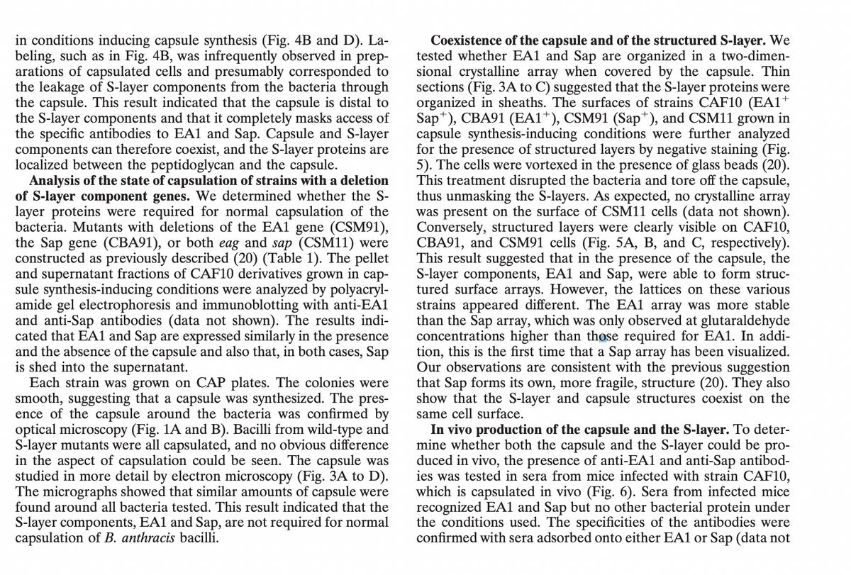 in conditions inducing capsule synthesis (Fig. 4B and D). La-
beling, such as in Fig. 4B, was infrequently observed in prep-
arations of capsulated cells and presumably corresponded to
the leakage of S-layer components from the bacteria through
the capsule. This result indicated that the capsule is distal to
the S-layer components and that it completely masks access of
the specific antibodies to EA1 and Sap. Capsule and S-layer
components can therefore coexist, and the S-layer proteins are
localized between the peptidoglycan and the capsule.
Analysis of the state of capsulation of strains with a deletion
of S-layer component genes. We determined whether the S-
layer proteins were required for normal capsulation of the
bacteria. Mutants with deletions of the EA1 gene (CSM91),
the Sap gene (CBA91), or both eag and sap (CSM11) were
constructed as previously described (20) (Table 1). The pellet
and supernatant fractions of CAF10 derivatives grown in cap-
sule synthesis-inducing conditions were analyzed by polyacryl-
amide gel electrophoresis and immunoblotting with anti-EA1
and anti-Sap antibodies (data not shown). The results indi-
cated that EA1 and Sap are expressed similarly in the presence
and the absence of the capsule and also that, in both cases, Sap
is shed into the supernatant.
Each strain was grown on CAP plates. The colonies were
smooth, suggesting that a capsule was synthesized. The pres-
ence of the capsule around the bacteria was confirmed by
optical microscopy (Fig. 1A and B). Bacilli from wild-type and
S-layer mutants were all capsulated, and no obvious difference
in the aspect of capsulation could be seen. The capsule was
studied in more detail by electron microscopy (Fig. 3A to D).
The micrographs showed that similar amounts of capsule were
found around all bacteria tested. This result indicated that the
S-layer components, EA1 and Sap, are not required for normal
capsulation of B. anthracis bacilli.
Coexistence of the capsule and of the structured S-layer. We
tested whether EA1 and Sap are organized in a two-dimen-
sional crystalline array when covered by the capsule. Thin
sections (Fig. 3A to C) suggested that the S-layer proteins were
organized in sheaths. The surfaces of strains CAF10 (EA1+
Sap*), CBA91 (EA1+), CSM91 (Sap*), and CSM11 grown in
capsule synthesis-inducing conditions were further analyzed
for the presence of structured layers by negative staining (Fig.
5). The cells were vortexed in the presence of glass beads (20).
This treatment disrupted the bacteria and tore off the capsule,
thus unmasking the S-layers. As expected, no crystalline array
was present on the surface of CSM11 cells (data not shown).
Conversely, structured layers were clearly visible on CAF10,
CBA91, and CSM91 cells (Fig. 5A, B, and C, respectively).
This result suggested that in the presence of the capsule, the
S-layer components, EA1 and Sap, were able to form struc-
tured surface arrays. However, the lattices on these various
strains appeared different. The EA1 array was more stable
than the Sap array, which was only observed at glutaraldehyde
concentrations higher than those required for EA1. In addi-
tion, this is the first time that a Sap array has been visualized.
Our observations are consistent with the previous suggestion
that Sap forms its own, more fragile, structure (20). They also
show that the S-layer and capsule structures coexist on the
same cell surface.
In vivo production of the capsule and the S-layer. To deter-
mine whether both the capsule and the S-layer could be pro-
duced in vivo, the presence of anti-EA1 and anti-Sap antibod-
ies was tested in sera from mice infected with strain CAF10,
which is capsulated in vivo (Fig. 6). Sera from infected mice
recognized EA1 and Sap but no other bacterial protein under
the conditions used. The specificities of the antibodies were
confirmed with sera adsorbed onto either EA1 or Sap (data not