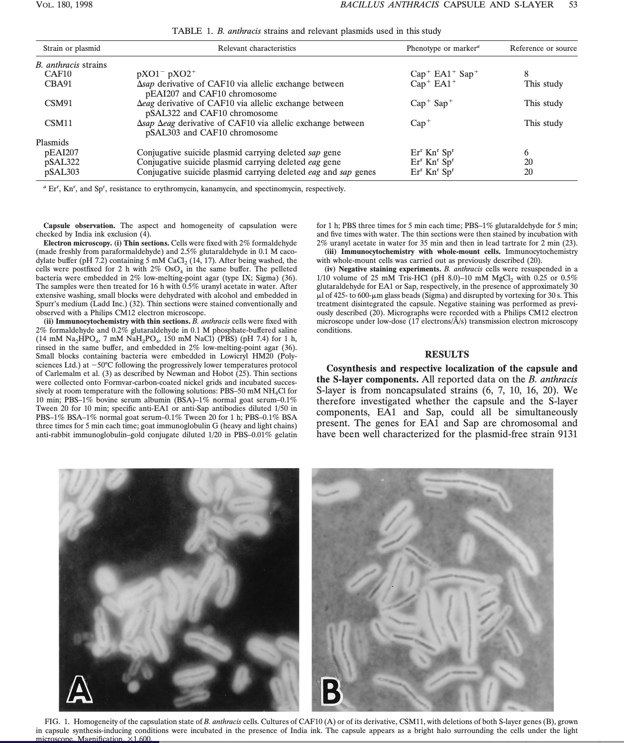VOL. 180, 1998
Strain or plasmid
B. anthracis strains
CAF10
CBA91
CSM91
CSM11
Plasmids
PEAI207
PSAL322
pSAL303
TABLE 1. B. anthracis strains and relevant plasmids used in this study
Relevant characteristics.
pX01 PXO2+
Asap derivative of CAF10 via allelic exchange between
PEAI207 and CAF10 chromosome
Aeag derivative of CAF10 via allelic exchange between
pSAL322 and CAF10 chromosome
Asap Aeag derivative of CAF10 via allelic exchange between
pSAL303 and CAF10 chromosome
Conjugative suicide plasmid carrying deleted sap gene
Conjugative suicide plasmid carrying deleted eag gene
Conjugative suicide plasmid carrying deleted eag and sap genes
"Er', Kn', and Sp', resistance to erythromycin, kanamycin, and spectinomycin, respectively.
BACILLUS ANTHRACIS CAPSULE AND S-LAYER 53
Capsule observation. The aspect and homogeneity of capsulation were
checked by India ink exclusion (4).
Electron microscopy. (i) Thin sections. Cells were fixed with 2% formaldehyde
(made freshly from paraformaldehyde) and 2.5% glutaraldehyde in 0.1 M caco-
dylate buffer (pH 7.2) containing 5 mM CaCl₂ (14, 17). After being washed, the
cells were postfixed for 2 h with 2% OsO4 in the same buffer. The pelleted
bacteria were embedded in 2% low-melting-point agar (type IX; Sigma) (36).
The samples were then treated for 16 h with 0.5% uranyl acetate in water. After
extensive washing, small blocks were dehydrated with alcohol and embedded in
Spurr's medium (Ladd Inc.) (32). Thin sections were stained conventionally and
observed with a Philips CM12 electron microscope.
(ii) Immunocytochemistry with thin sections. B. anthracis cells were fixed with
2% formaldehyde and 0.2% glutaraldehyde in 0.1 M phosphate-buffered saline
(14 mM Na₂HPO4, 7 mM NaH₂PO4, 150 mM NaCl) (PBS) (pH 7.4) for 1 h,
rinsed in the same buffer, and embedded in 2% low-melting-point agar (36).
Small blocks containing bacteria were embedded in Lowicryl HM20 (Poly-
sciences Ltd.) at -50°C following the progressively lower temperatures protocol
of Carlemalm et al. (3) as described by Newman and Hobot (25). Thin sections
were collected onto Formvar-carbon-coated nickel grids and incubated succes-
sively at room temperature with the following solutions: PBS-50 mM NH4Cl for
10 min; PBS-1% bovine serum albumin (BSA) -1% normal goat serum-0.1%
Tween 20 for 10 min; specific anti-EA1 or anti-Sap antibodies diluted 1/50 in
PBS-1% BSA-1% normal goat serum-0.1% Tween 20 for 1 h; PBS-0.1% BSA
three times for 5 min each time; goat immunoglobulin G (heavy and light chains)
anti-rabbit immunoglobulin-gold conjugate diluted 1/20 in PBS-0.01% gelatin
Phenotype or markerª
Cap EA1+ Sap*
Cap+ EA1+
Cap+ Sap+
Cap+
Er' Kn¹ Sp¹
Er Kn¹ Sp
Er Kn¹ Sp¹
Reference or source
RESULTS
8
This study
This study
This study
6
20
20
for 1 h; PBS three times for 5 min each time; PBS-1% glutaraldehyde for 5 min;
and five times with water. The thin sections were then stained by incubation with
2% uranyl acetate in water for 35 min and then in lead tartrate for 2 min (23).
(iii) Immunocytochemistry with whole-mount cells. Immunocytochemistry
with whole-mount cells was carried out as previously described (20).
(iv) Negative staining experiments. B. anthracis cells were resuspended in a
1/10 volume of 25 mM Tris-HCl (pH 8.0)-10 mM MgCl₂ with 0.25 or 0.5%
glutaraldehyde for EA1 or Sap, respectively, in the presence of approximately 30
μl of 425- to 600-µm glass beads (Sigma) and disrupted by vortexing for 30 s. This
treatment disintegrated the capsule. Negative staining was performed as previ-
ously described (20). Micrographs were recorded with a Philips CM12 electron
microscope under low-dose (17 electrons/Å/s) transmission electron microscopy
conditions.
Cosynthesis and respective localization of the capsule and
the S-layer components. All reported data on the B. anthracis
S-layer is from noncapsulated strains (6, 7, 10, 16, 20). We
therefore investigated whether the capsule and the S-layer
components, EA1 and Sap, could all be simultaneously
present. The genes for EA1 and Sap are chromosomal and
have been well characterized for the plasmid-free strain 9131
A
B
FIG. 1. Homogeneity of the capsulation state of B. anthracis cells. Cultures of CAF10 (A) or of its derivative, CSM11, with deletions of both S-layer genes (B), grown
in capsule synthesis-inducing conditions were incubated in the presence of India ink. The capsule appears as a bright halo surrounding the cells under the light
microscone. Magnification. X1.600.