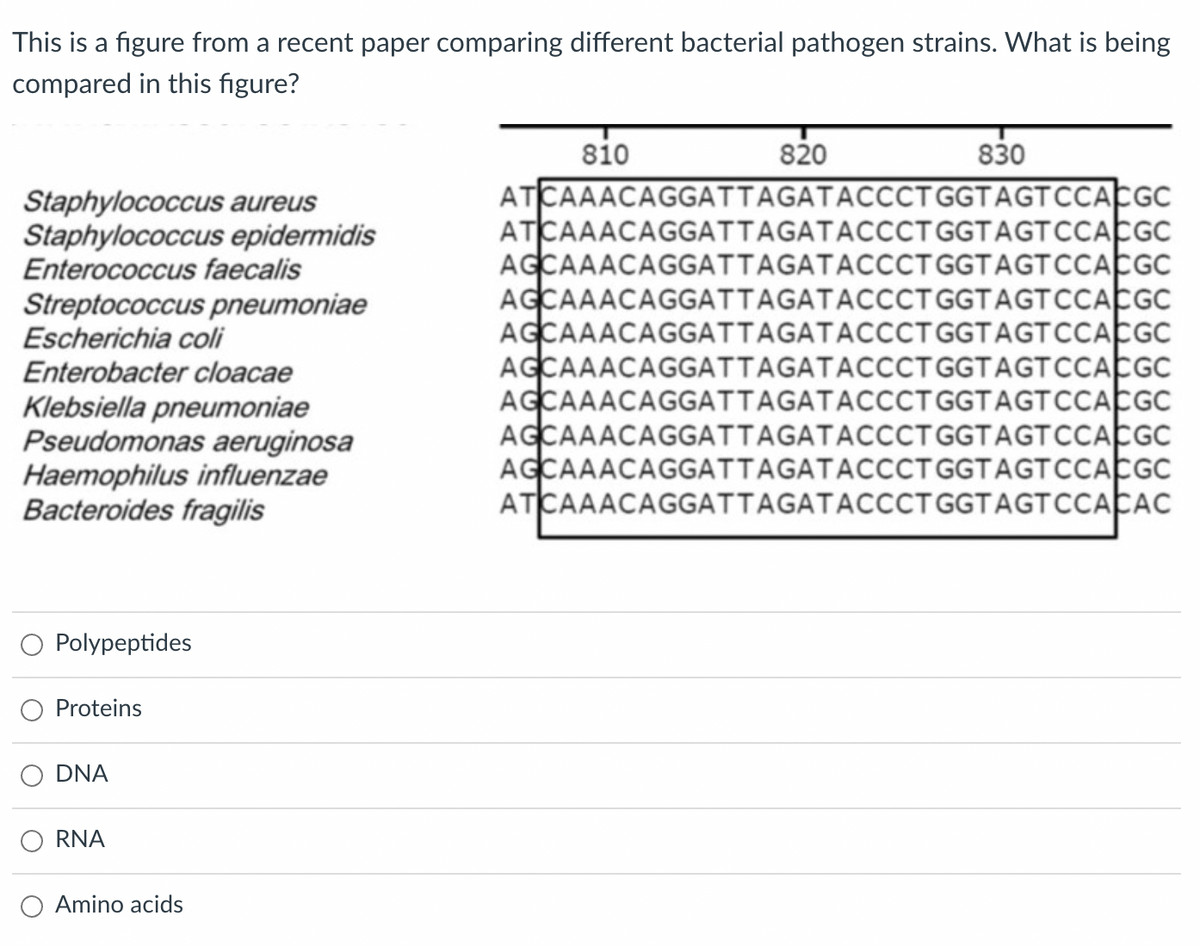 This is a figure from a recent paper comparing different bacterial pathogen strains. What is being
compared in this figure?
810
820
830
ATCAAACAGGATTAGATACCCTGGTAGTCCACGC
ATCAAACAGGATTAGATACCCT GGTAGTCCACGC
AGCAAACAGGATTAGATACCCTGGTAGTCCACGC
AGCAAACAGGATTAGATACCCTGGTAGTCCACC
AGCAAACAGGATTAGATACCCTGGTAGTCCACC
AGCAAACAGGATTAGATACCCTGGTAGTCCACGC
AGCAAACAGGATTAGATACCCTGGTAGTCCACGC
AGCAAACAGGATTAGATACCCTGGTAGTCCACGC
AGCAAACAGGATTAGATACCCTGGTAGTCCACGC
ATCAAACAGGATTAGATACCCTGGTAGTCCACAC
Staphylococcus aureus
Staphylococcus epidermidis
Enterococcus faecalis
Streptococcus pneumoniae
Escherichia coli
Enterobacter cloacae
Klebsiella pneumoniae
Pseudomonas aeruginosa
Haemophilus influenzae
Bacteroides fragilis
Polypeptides
Proteins
DNA
RNA
Amino acids
