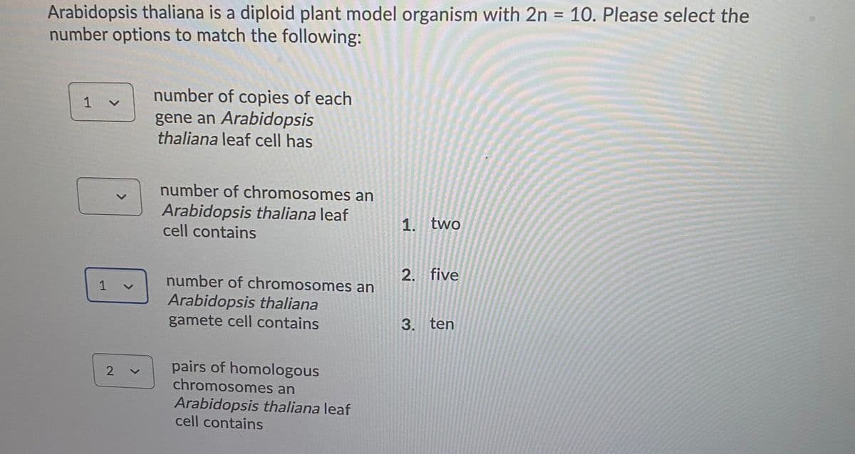 Arabidopsis thaliana is a diploid plant model organism with 2n = 10. Please select the
number options to match the following:
%3D
number of copies of each
gene an Arabidopsis
thaliana leaf cell has
1 v
number of chromosomes an
Arabidopsis thaliana leaf
cell contains
1. two
2. five
number of chromosomes an
1 v
Arabidopsis thaliana
gamete cell contains
3. ten
pairs of homologous
chromosomes an
Arabidopsis thaliana leaf
cell contains
2.
