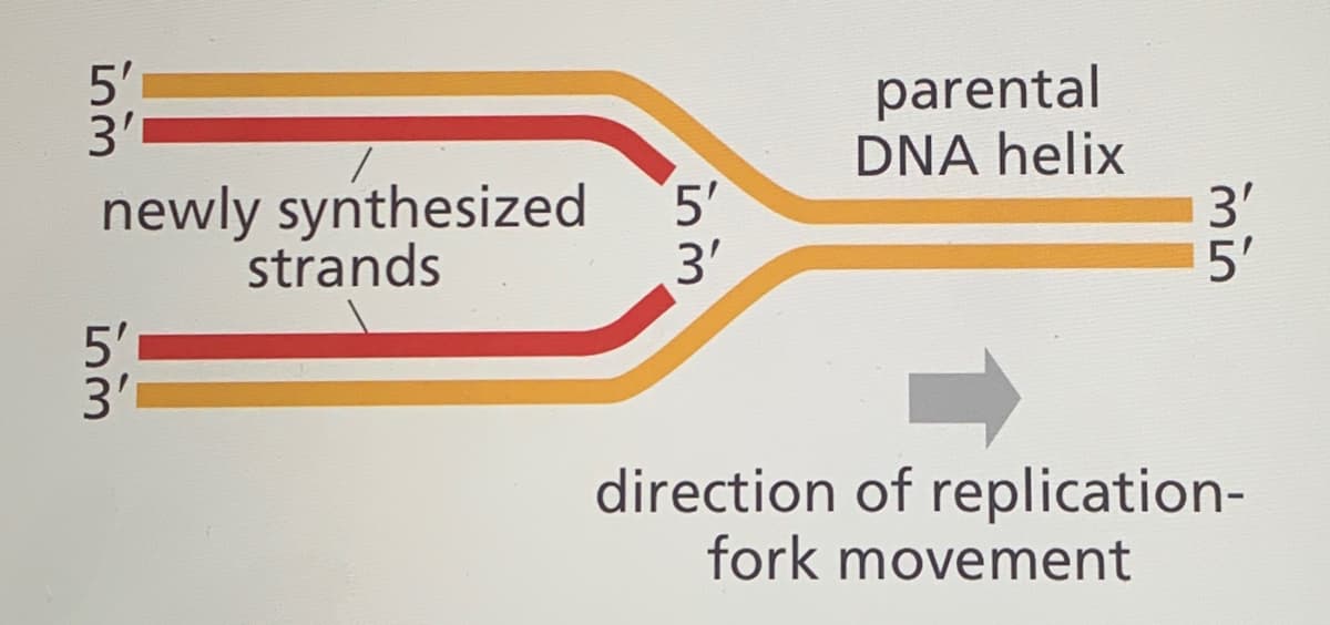 5'
3'
parental
DNA helix
3'
5'
newly synthesized
5'
strands
3'
5'
3'1
direction of replication-
fork movement
