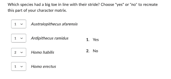 Which species had a big toe in line with their stride? Choose "yes" or "no" to recreate
this part of your character matrix.
1
1
2
1
Australopithecus afarensis
Ardipithecus ramidus
Homo habilis
V Homo erectus
1. Yes
2. No