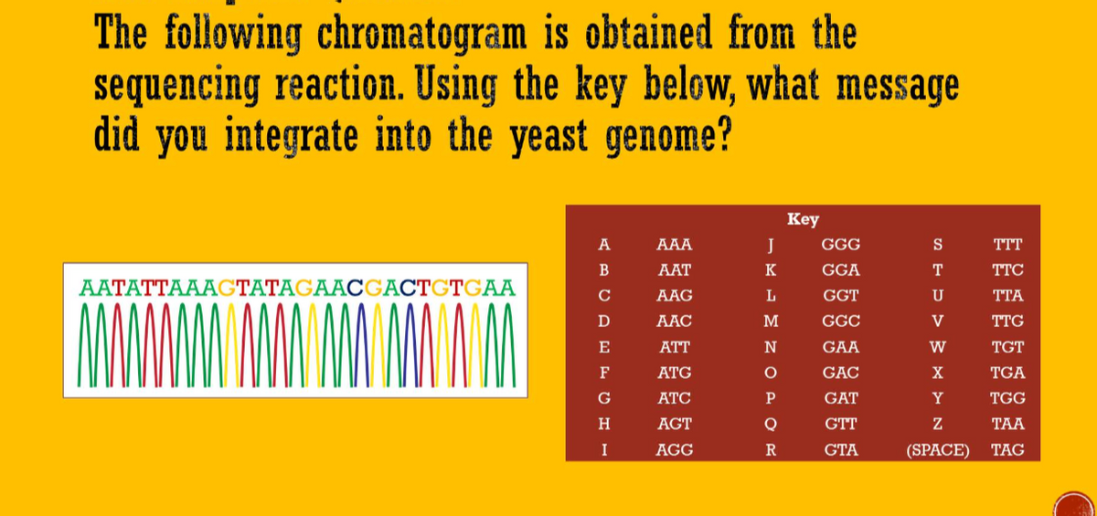 The following chromatogram is obtained from the
sequencing reaction. Using the key below, what message
did you integrate into the yeast genome?
AATATTAAAGTATAGAACGACTGTGAA
A
B
с
D
E
F
G
H
I
AAA
AAT
AAG
AAC
ATT
ATG
ATC
AGT
AGG
J
K
L
M
N
O
P
Q
R
Key
GGG
GGA
GGT
GGC
GAA
GAC
GAT
GTT
GTA
S
T
U
V
W
X
Y
Z
(SPACE)
TTT
TTC
TTA
TTG
TGT
TGA
TGG
TAA
TAG