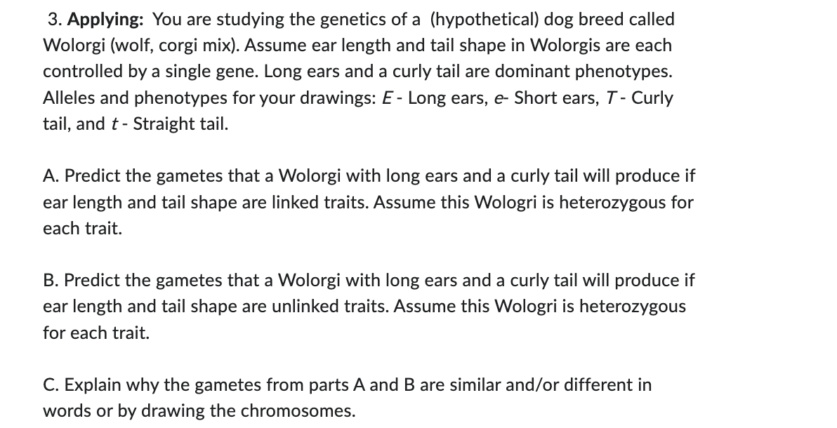 3. Applying: You are studying the genetics of a (hypothetical) dog breed called
Wolorgi (wolf, corgi mix). Assume ear length and tail shape in Wolorgis are each
controlled by a single gene. Long ears and a curly tail are dominant phenotypes.
Alleles and phenotypes for your drawings: E- Long ears, e- Short ears, T - Curly
tail, and t - Straight tail.
A. Predict the gametes that a Wolorgi with long ears and a curly tail will produce if
ear length and tail shape are linked traits. Assume this Wologri is heterozygous for
each trait.
B. Predict the gametes that a Wolorgi with long ears and a curly tail will produce if
ear length and tail shape are unlinked traits. Assume this Wologri is heterozygous
for each trait.
C. Explain why the gametes from parts A and B are similar and/or different in
words or by drawing the chromosomes.