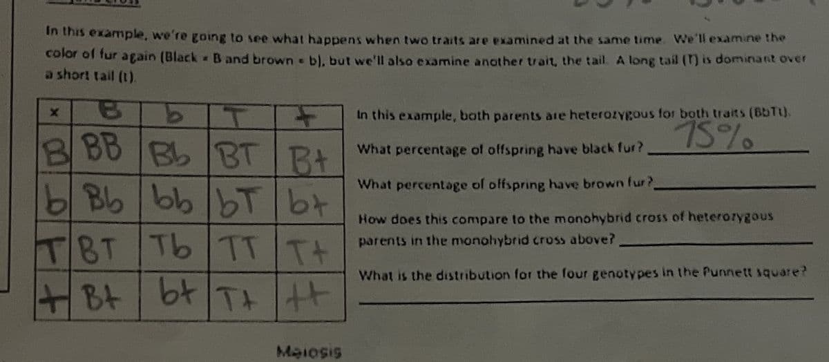 In this example, we're going to see what happens when two traits are examined at the same time. We'll examine the
color of fur again (Black B and brown = b), but we'll also examine another trait, the tail. A long tail (T) is dominant over
a short tail (t).
#
X
B
T
F
In this example, both parents are heterozygous for both traits (BbTt).
75%
BBB Bb BT
What percentage of offspring have black fur?
Bt
What percentage of offspring have brown fur?
b BbbbbTbt
How does this compare to the monohybrid cross of heterozygous
parents in the monohybrid cross above?
TBT Tb TT TH
What is the distribution for the four genotypes in the Punnett square?
+B+
Bt bt T+ ++
Meiosis