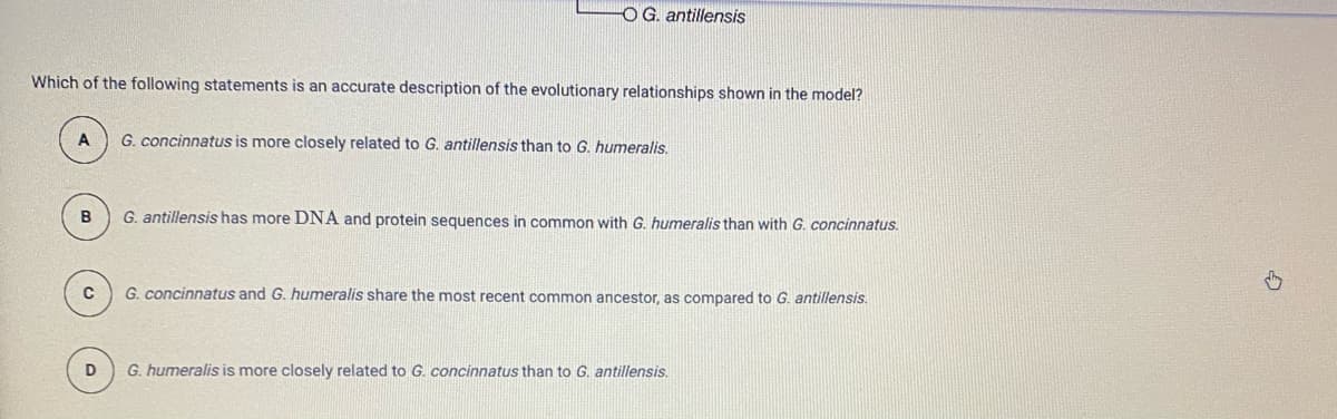 OG. antillensis
Which of the following statements is an accurate description of the evolutionary relationships shown in the model?
G. concinnatus is more closely related to G. antillensis than to G. humeralis.
G. antillensis has more DNA and protein sequences in common with G. humeralis than with G. concinnatus.
C
G. concinnatus and G. humeralis share the most recent common ancestor, as compared to G. antillensis.
D
G. humeralis is more closely related to G. concinnatus than to G. antillensis.

