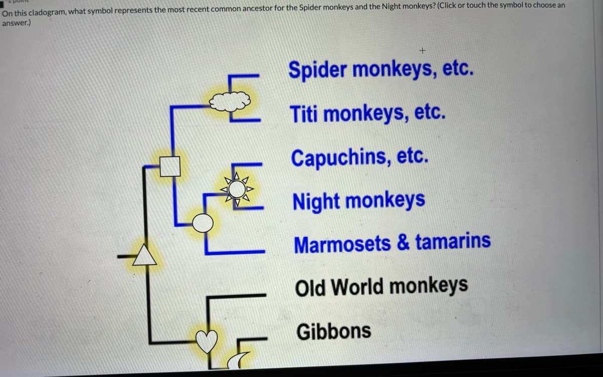 On this cladogram, what symbol represents the most recent common ancestor for the Spider monkeys and the Night monkeys? (Click or touch the symbol to choose an
answer.)
+
Spider monkeys, etc.
Titi monkeys, etc.
Capuchins, etc.
Night monkeys
Marmosets & tamarins
Old World monkeys
Gibbons