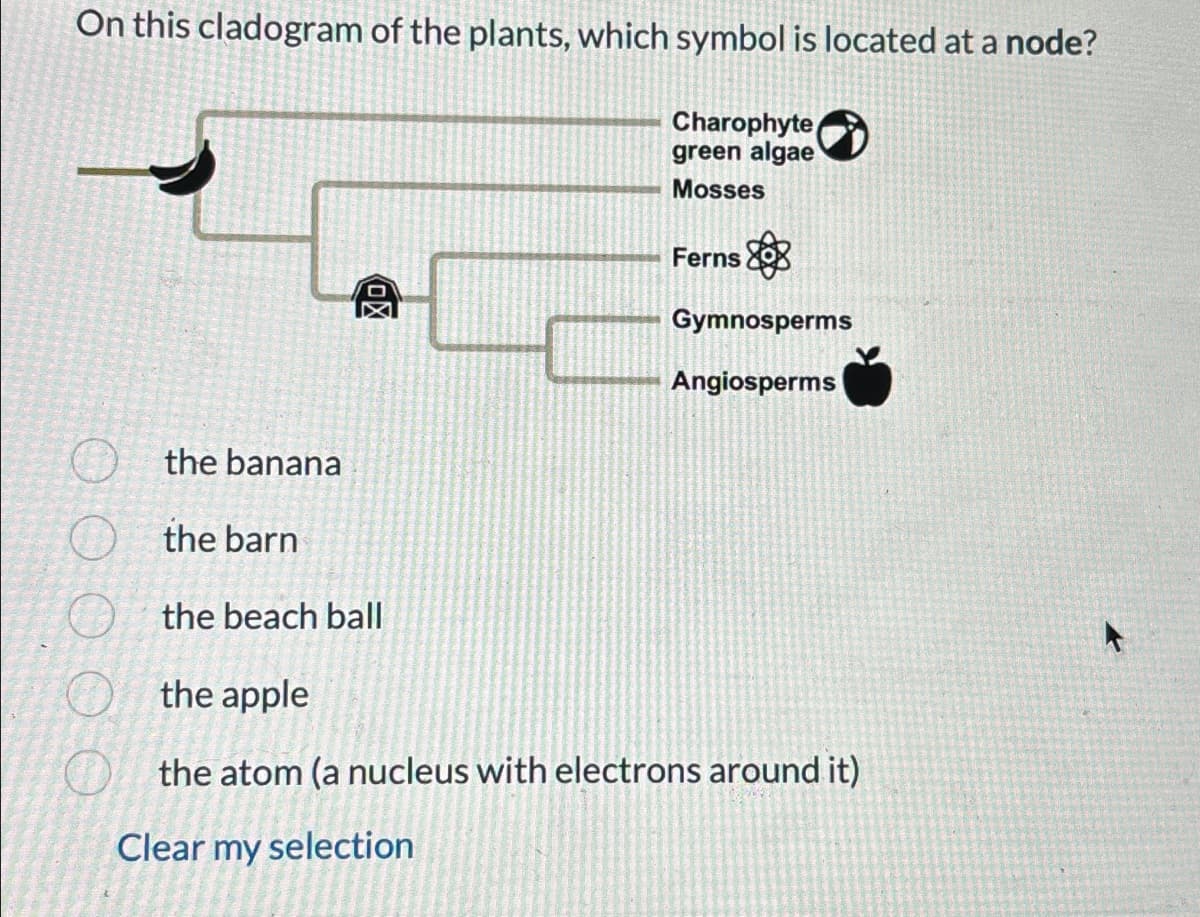 On this cladogram of the plants, which symbol is located at a node?
Charophyte
green algae
Mosses
呕
$8
Gymnosperms
Angiosperms
Ferns
the banana
the barn
the beach ball
the apple
the atom (a nucleus with electrons around it)
Clear my selection