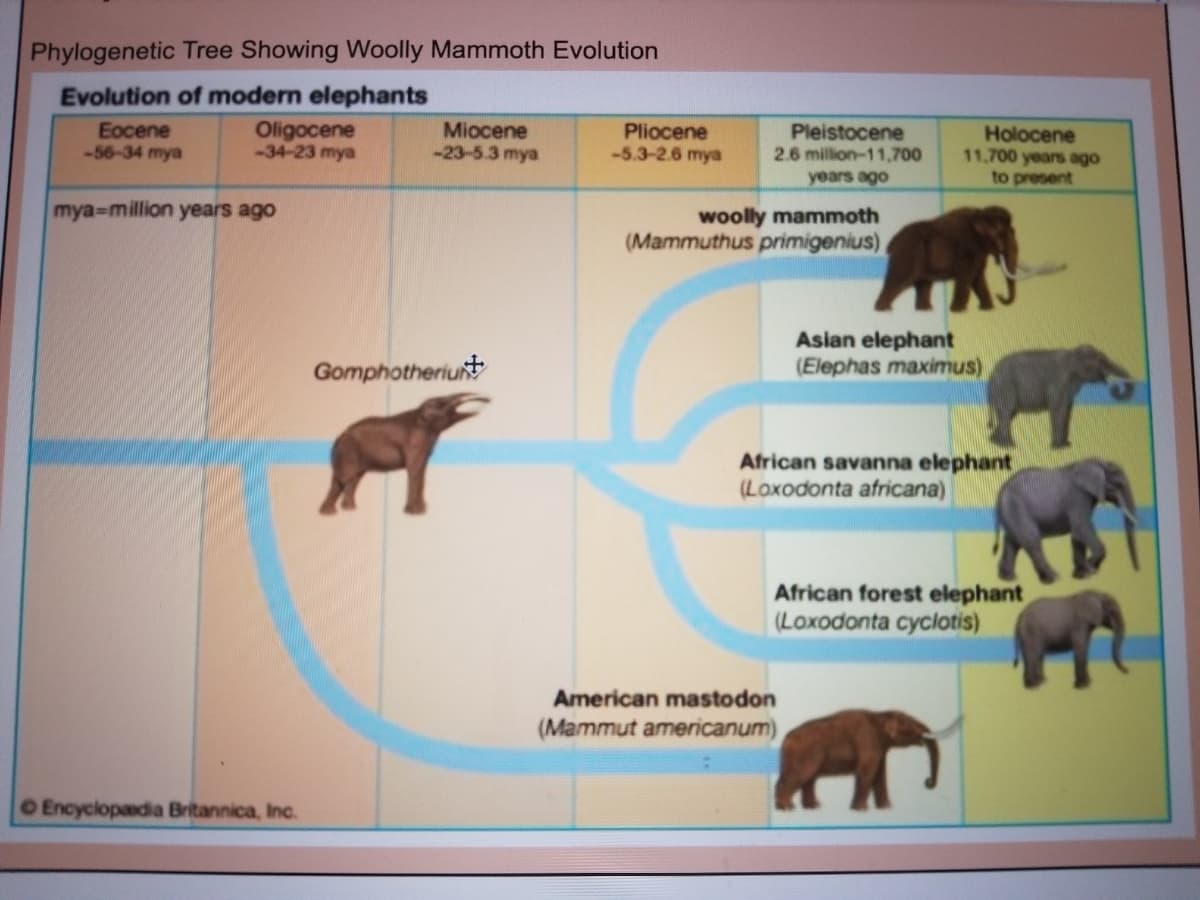 Phylogenetic Tree Showing Woolly Mammoth Evolution
Evolution of modern elephants
Eocene
-56-34 mya
Oligocene
-34-23 mya
Miocene
-23-5.3 mya
Pliocene
-5.3-2.6 mya
Pleistocene
2.6 million-11,700
Holocene
11,700 years ago
to present
years ago
mya-million years ago
woolly mammoth
(Mammuthus primigenius),
Asian elephant
(Elephas maximus)
Gomphotheriuit
African savanna elephant
(Loxodonta africana)
African forest elephant
(Loxodonta cyclotis)
American mastodon
(Mammut americanum)
OEncyclopadia Britannica, Inc.
