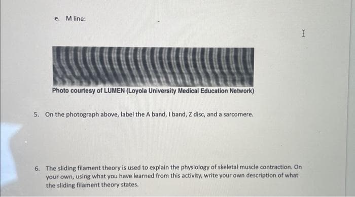 e. M line:
Photo courtesy of LUMEN (Loyola University Medical Education Network)
5. On the photograph above, label the A band, I band, z disc, and a sarcomere.
I
6. The sliding filament theory is used to explain the physiology of skeletal muscle contraction. On
your own, using what you have learned from this activity, write your own description of what
the sliding filament theory states.