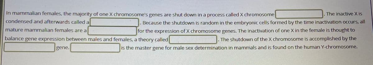 In mammalian females, the majority of one X chromosome's genes are shut down in a process called X chromosome
condensed and afterwards called a
The inactive X is
Because the shutdown is random in the embryonic cells formed by the time inactivation occurs, all
mature mammalian females are a
for the expression of X chromosome genes. The inactivation of one X in the female is thought to
. The shutdown of the X chromosome is accomplished by the
balance gene expression between males and females, a theory called
gene.
is the master gene for male sex determination in mammals and is found on the human Y-chromosome.
