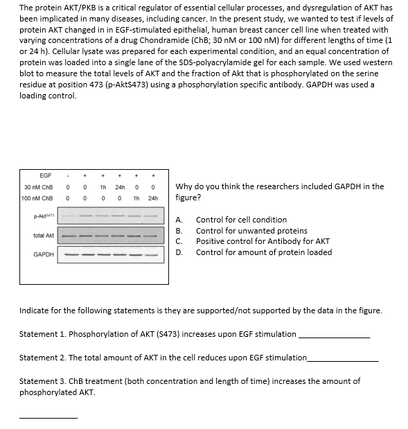 The protein AKT/PKB is a critical regulator of essential cellular processes, and dysregulation of AKT has
been implicated in many diseases, including cancer. In the present study, we wanted to test if levels of
protein AKT changed in in EGF-stimulated epithelial, human breast cancer cell line when treated with
varying concentrations of a drug Chondramide (ChB; 30 nM or 100 nM) for different lengths of time (1
or 24 h). Cellular lysate was prepared for each experimental condition, and an equal concentration of
protein was loaded into a single lane of the SDS-polyacrylamide gel for each sample. We used western
blot to measure the total levels of AKT and the fraction of Akt that is phosphorylated on the serine
residue at position 473 (p-AktS473) using a phosphorylation specific antibody. GAPDH was used a
loading control.
EGF
30 nM ChB
100 nM ChB
P-Ak47
total Akt
GAPDH
0
0
+
0
0
0
0
0 1h 24h
1h 24h
0
Why do you think the researchers included GAPDH in the
figure?
A.
B.
C.
D.
Control for cell condition
Control for unwanted proteins
Positive control for Antibody for AKT
Control for amount of protein loaded
Indicate for the following statements is they are supported/not supported by the data in the figure.
Statement 1. Phosphorylation of AKT (S473) increases upon EGF stimulation
Statement 2. The total amount of AKT in the cell reduces upon EGF stimulation_
Statement 3. ChB treatment (both concentration and length of time) increases the amount of
phosphorylated AKT.