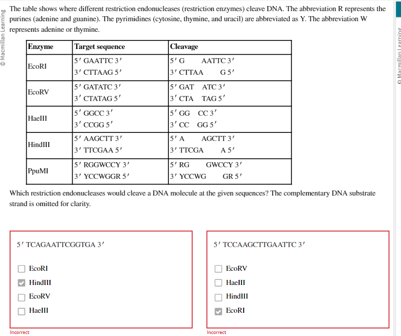 Ⓒ Macmillan Learning
The table shows where different restriction endonucleases (restriction enzymes) cleave DNA. The abbreviation R represents the
purines (adenine and guanine). The pyrimidines (cytosine, thymine, and uracil) are abbreviated as Y. The abbreviation W
represents adenine or thymine.
Enzyme
Target sequence
5' GAATTC 3'
3' CTTAAG 5'
EcoRI
ECORV
HaeIII
HindIII
PpUMI
5' GATATC 3'
3' CTATAG 5'
EcoRI
HindIII
EcoRV
HaeIII
5' GGCC 3'
3' CCGG 5'
Incorrect
5' AAGCTT 3'
3' TTCGAA 5'
5' RGGWCCY 3'
3' YCCWGGR 5'
5' TCAGAATTCGGTGA 3'
Cleavage
5' G
3' CTTAA
5' GAT
3' CTA
5' GG
3' CC
AATTC 3'
G5'
ATC 3'
TAG 5'
CC 3'
GG 5'
AGCTT 3'
A 5'
Which restriction endonucleases would cleave a DNA molecule at the given sequences? The complementary DNA substrate
strand is omitted for clarity.
5' A
3' TTCGA
5' RG
GWCCY 3'
3' YCCWG GR 5'
5' TCCAAGCTTGAATTC 3'
EcoRV
HaeIII
HindIII
EcoRI
Incorrect
Macmillan Learning