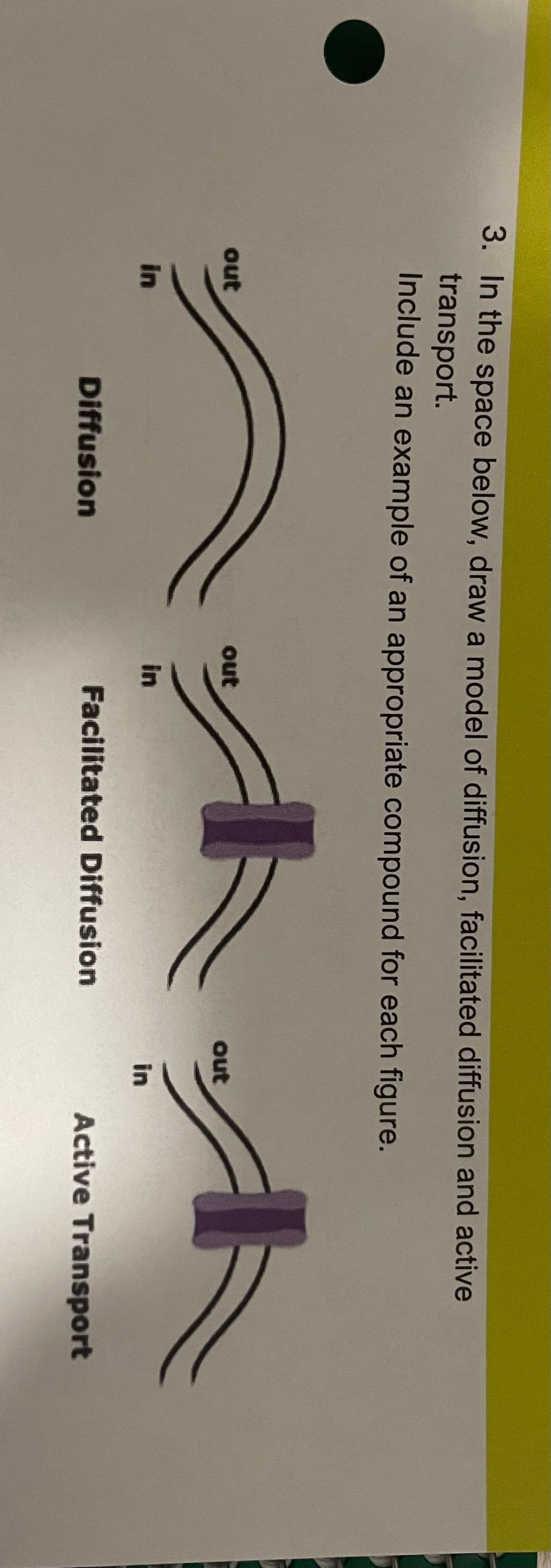 3. In the space below, draw a model of diffusion, facilitated diffusion and active
transport.
Include an example of an appropriate compound for each figure.
out
in
Diffusion
out
in
Facilitated Diffusion
out
in
Active Transport